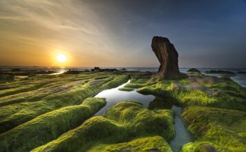 Jakie światło zabija glony? Jakie światło zabija glony?