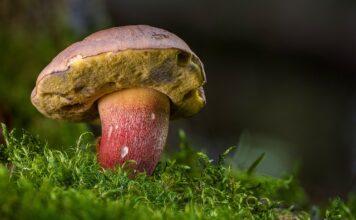 Ile kosztuje 1 kg borowików? Ile kosztuje 1 kg borowików?