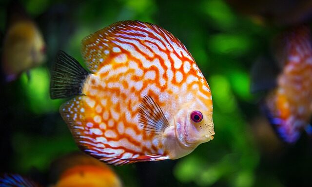 Jak pozbyć się stref beztlenowych w akwarium?