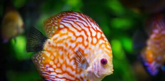 Jak oddzielić podłoże w akwarium?