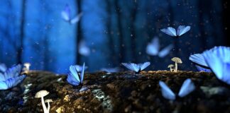 Jak długo trzeba suszyć grzyby w piekarniku?