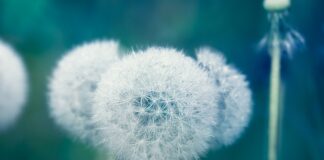 Kiedy brać leki moczopędne rano czy wieczorem?