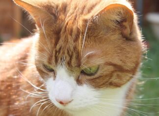 Ile procent mięsa jest w Whiskas?