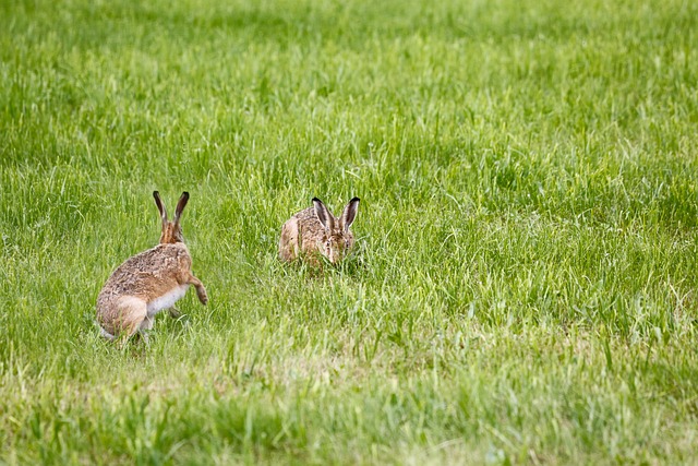 Jak długo palić lampę UV w akwarium? Jak długo palić lampę UV w akwarium?