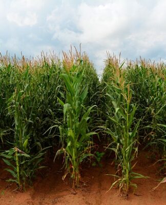 Czy bitki wołowe trzeba obtaczać w mące? Czy bitki wołowe trzeba obtaczać w mące?