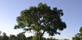 Jak dobrać kapok dla dziecka? Jak dobrać kapok dla dziecka?