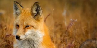 Jak prać futrzane kamizelki? Jak prać futrzane kamizelki?