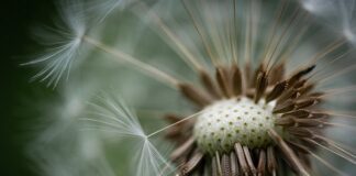 Jak nosić puchowa kamizelkę? Jak nosić puchowa kamizelkę?